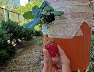Projekt “Jagode”