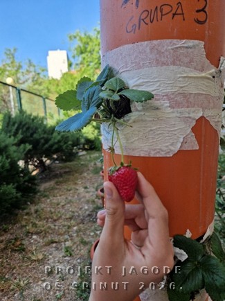 Projekt “Jagode”